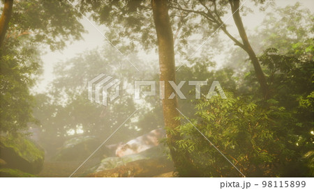 nature outdoor tropical garden with a trees and leaf plants nature outdoor tropical garden with a trees and leaf plants 98115899