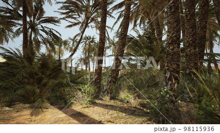 Palm trees in the desert 98115936