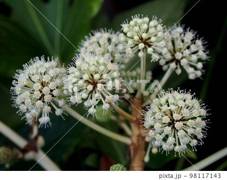 日陰に咲いたヤツデの花とつぼみ（八手の白い花のクローズアップ） 98117143
