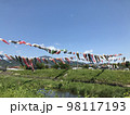 たくさんの鯉のぼりと空 98117193