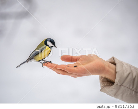 Girl feeds a tit from a palm. Hungry bird eating seeds from a hand during winter or autumn Girl feeds a tit from a palm. Hungry bird eating seeds from a hand during winter or autumn 98117252
