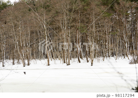 冬の猪苗代湖 天神浜 雪景色の林道 福島県猪苗代町 冬の猪苗代湖 天神浜 雪景色の林道 福島県猪苗代町 98117294