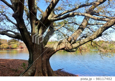 初冬の一碧湖風景 2 初冬の一碧湖風景 2 98117402