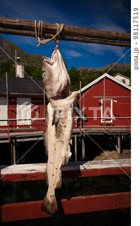Dried codfish in the Nusfjord village , flakstadoya Island , Lofoten , Norway Dried codfish in the Nusfjord village , flakstadoya Island , Lofoten , Norway 98117519