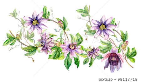 Board of passion flower plant watercolor illustration isolated on white. Board of passion flower plant watercolor illustration isolated on white. 98117718