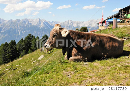オーストリア、インスブルック、パッチャーコーフェル山トレッキング、放牧されている牛、ツィルベの小道 98117780