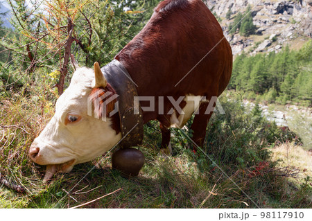 Adorable silky chocolate-colored skinned cow with big white eyelashes eyes and large metal bell 98117910