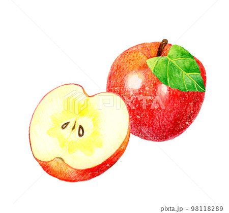 半分にカットした蜜入りりんご　フルーツの手描き水彩イラスト素材 98118289