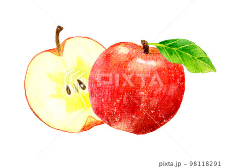 半分にカットした赤い蜜入りりんご　フルーツの手描き水彩イラスト素材 98118291