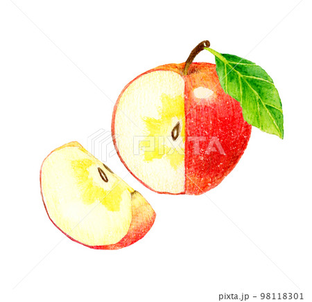 四分の一にカットした蜜入りりんご　フルーツの手描き水彩イラスト素材 98118301