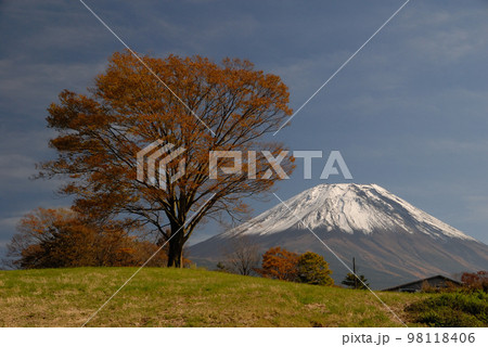 上九一色 欅と雪の残る富士山 上九一色 欅と雪の残る富士山 98118406