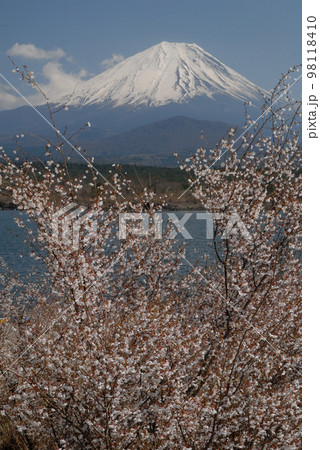田貫湖 寒桜が咲く富士山 田貫湖 寒桜が咲く富士山 98118410