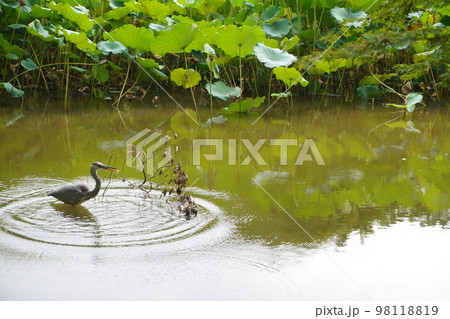 蓮とサギ 98118819