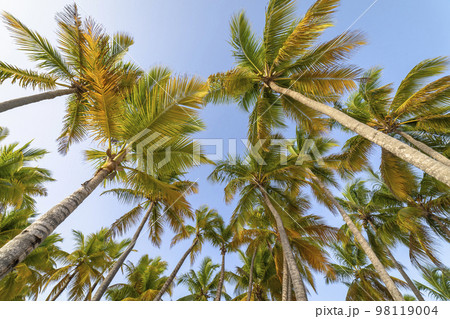 Tropical paradise, idyllic caribbean palm trees in Punta Cana, Dominican Republi Tropical paradise, idyllic caribbean palm trees in Punta Cana, Dominican Republi 98119004
