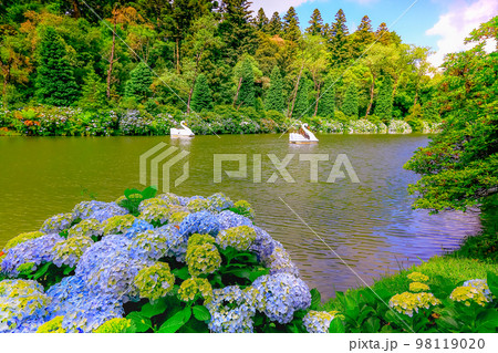 Lago Negro, landscape with Hydrangeas, Gramado at springtime, Southern Brazil 98119020