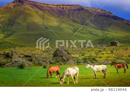 Stallion brown wild horses, mustang in the Patagonia steppe, Argentina 98119048