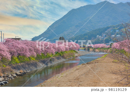 河津町の河津桜 河津町の河津桜 98119129