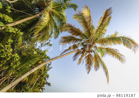 Tropical paradise, idyllic caribbean palm trees in Punta Cana, Dominican Republi Tropical paradise, idyllic caribbean palm trees in Punta Cana, Dominican Republi 98119187
