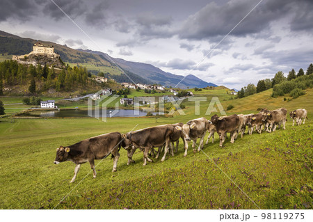 Cows herding and Idyllic Scuol Tarasp village, Engadine, Swiss Alps, Switzerland Cows herding and Idyllic Scuol Tarasp village, Engadine, Swiss Alps, Switzerland 98119275