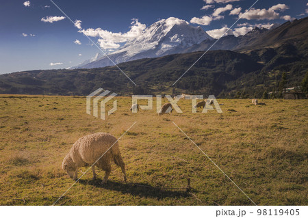Flock of Sheeps and Huascaran in Cordillera Blanca at sunrise, snowcapped Andes 98119405