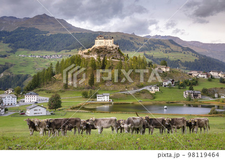 Cows herding and Idyllic Scuol Tarasp village, Engadine, Swiss Alps, Switzerland Cows herding and Idyllic Scuol Tarasp village, Engadine, Swiss Alps, Switzerland 98119464