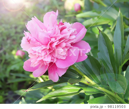 Beautiful pink peony in juicy bright green leaves 98119503