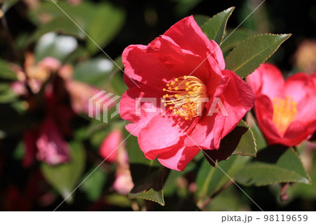 ツバキ　藪椿　やぶつばき　赤い花びら　一輪 98119659