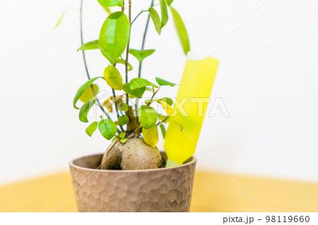 観葉植物と活力剤 98119660