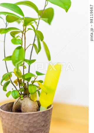 元気がない観葉植物に活力剤を注入する 98119667