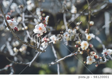 快晴の空と美しい梅の花の写真 福岡県の観光名所太宰府天満宮の梅林 98120001