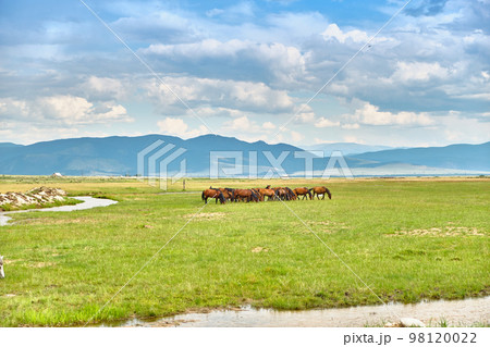 Horses graze in the Buryat steppe in the Barguzinsky district of the Republic of Buryatia near Lake Baikal. 98120022