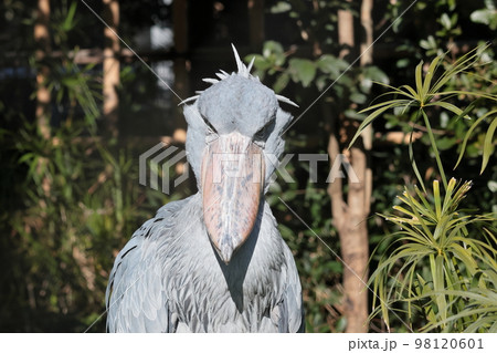 ハシビロコウ 98120601