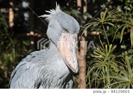 ハシビロコウ ハシビロコウ 98120603