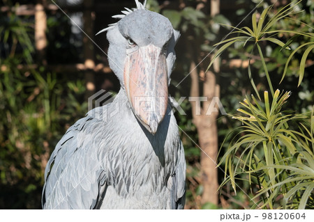 ハシビロコウ 98120604