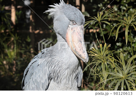 ハシビロコウ 98120613