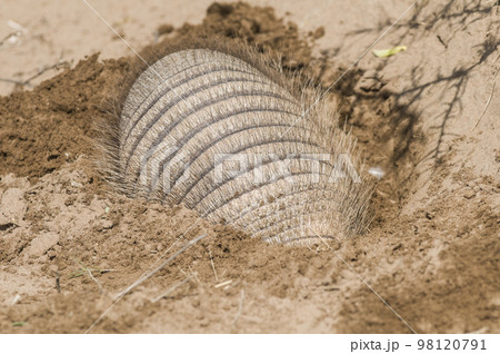 Armadillo digging his burrow, La Pampa , Patagonia, Argentina. 98120791