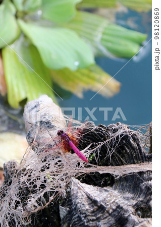 杭に止まるベニトンボ 98120869