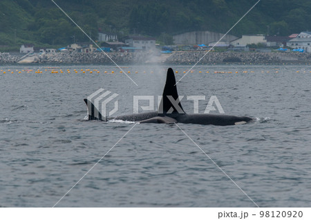 海峡をゆく　知床シャチの群れ 98120920