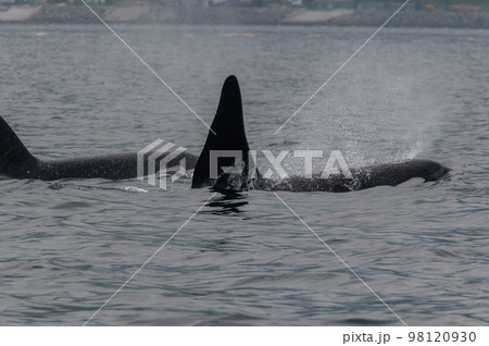 海峡をゆく　知床シャチの群れ 98120930