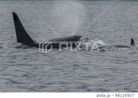 海峡をゆく 知床シャチの群れ 海峡をゆく 知床シャチの群れ 98120937