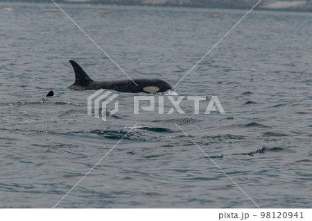 海峡をゆく 知床シャチの群れ 海峡をゆく 知床シャチの群れ 98120941
