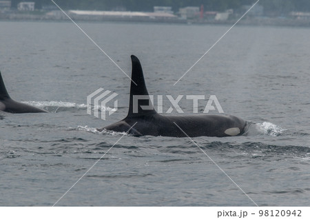 海峡をゆく 知床シャチの群れ 海峡をゆく 知床シャチの群れ 98120942