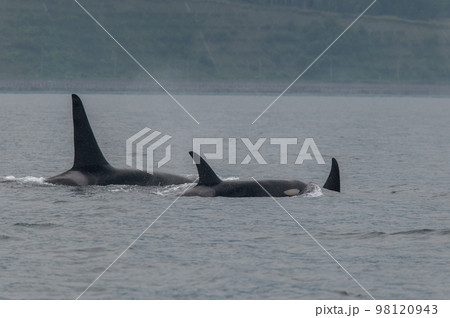 海峡をゆく 知床シャチの群れ 海峡をゆく 知床シャチの群れ 98120943