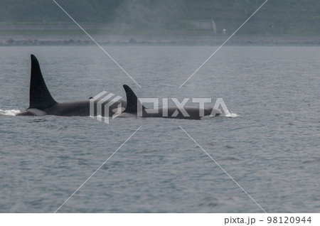 海峡をゆく 知床シャチの群れ 海峡をゆく 知床シャチの群れ 98120944