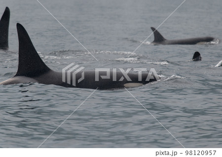 海峡をゆく　知床シャチの群れ 98120957