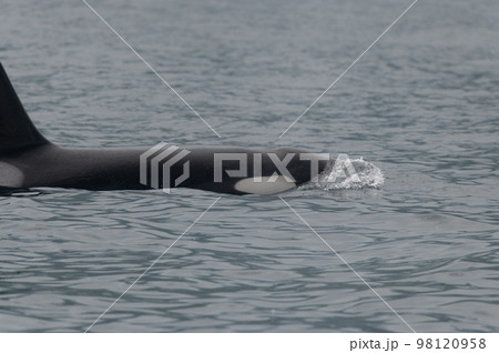 海峡をゆく　知床シャチの群れ 98120958