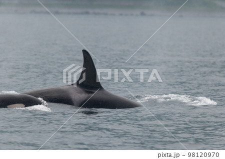 海峡をゆく　知床シャチの群れ 98120970