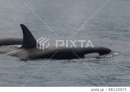 海峡をゆく 知床シャチの群れ 海峡をゆく 知床シャチの群れ 98120973