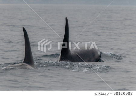 海峡をゆく　知床シャチの群れ 98120985