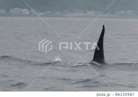 海峡をゆく　知床シャチの群れ 98120987